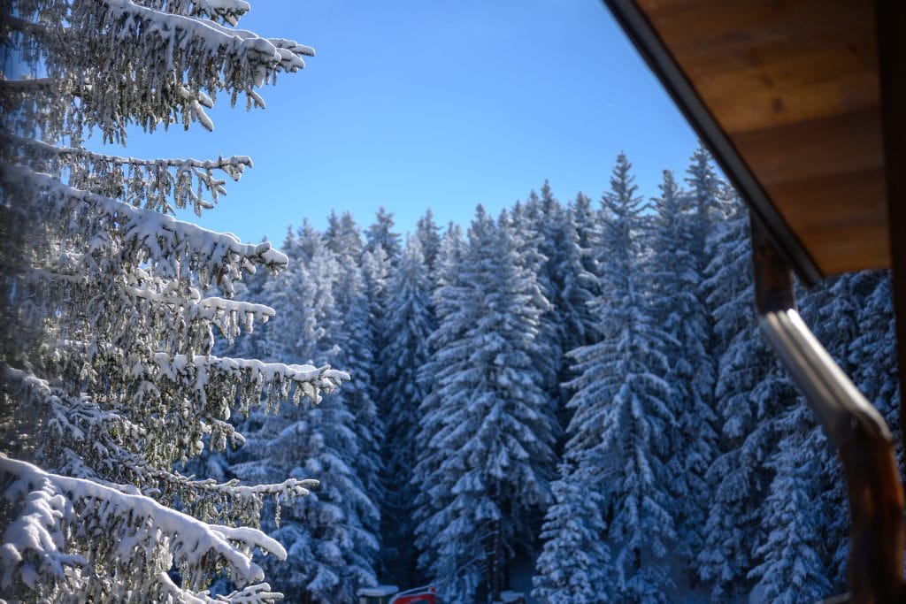 Snow-covered trees and mountain forest under a clear blue sky.